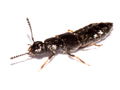 Anotylus sculpturatus
